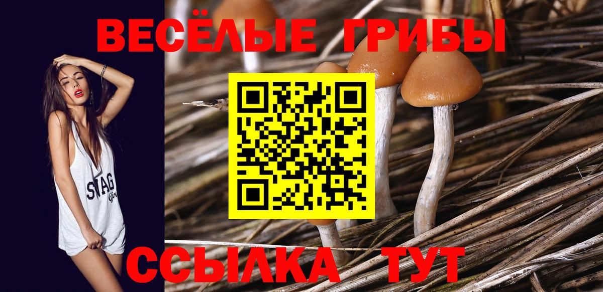 Губаха  Галлюциногенные грибы Psilocybe  Галлюциногенные грибы Psilocybe  Вход с VPN 